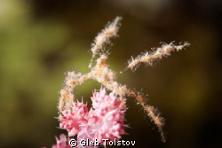 d700, 105mm by Gleb Tolstov 